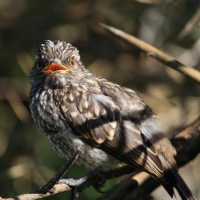 Mucharka szara - Bradornis microrhynchus - African Grey Flycatcher