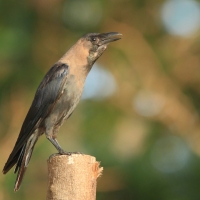 Wrona orientalna - Corvus splendens  - House Crow