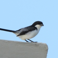 Dzierzba sawannowa - Lanius cabanisi - Long-tailed Fiscal