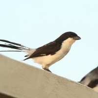 Dzierzba sawannowa - Lanius cabanisi - Long-tailed Fiscal