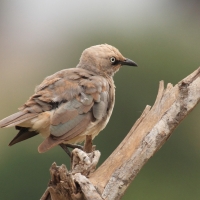 Błyszczak szarawy - Lamprotornis fischeri - Fischer's Starling