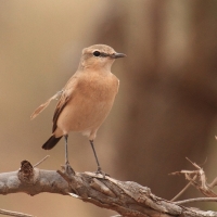 Białorzytka płowa - Oenanthe isabellina - Isabelline Wheatear