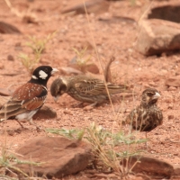 Pustynka białoucha - Eremopterix leucotis - Chestnut-backed Sparrow-Lark