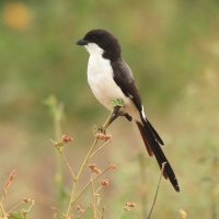Dzierzba sawannowa - Lanius cabanisi - Long-tailed Fiscal