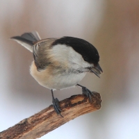 Czarnogłówka - Poecile montanus - Willow Tit