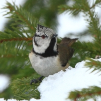 Czubatka  - Crested Tit