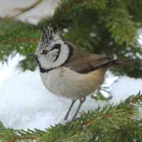 Czubatka  - Crested Tit