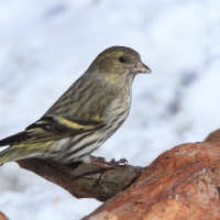 Czyż - Spinus spinus - Eurasian Siskin
