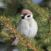 Mazurek - Passer montanus - Eurasian Tree Sparrowh