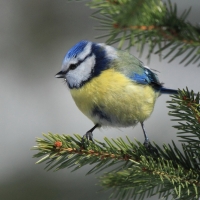 Modraszka - Cyanistes caeruleus - Blue Tit