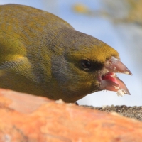 Dzwoniec - Chloris chloris - Greenfinch