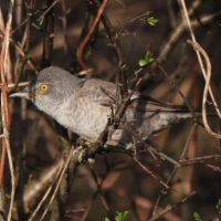 Jarzębatka - Sylvia nisoria - Barred Warbler