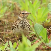 Lerka - Lullula arborea - Wood Lark