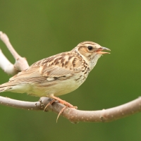 Lerka - Lullula arborea - Wood Lark