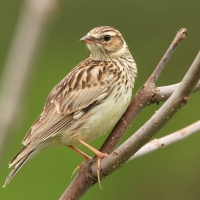Lerka - Lullula arborea - Wood Lark