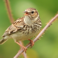 Lerka - Lullula arborea - Wood Lark