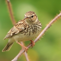 Lerka - Lullula arborea - Wood Lark