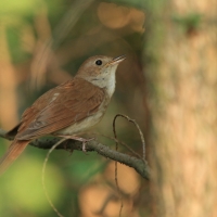 Słowik rdzawy - Luscinia megarhynchos - Common Nightingale