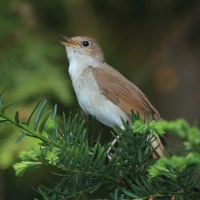 Słowik rdzawy - Luscinia megarhynchos - Common Nightingale