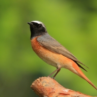 Pleszka - Phoenicurus phoenicurus - Common Redstart