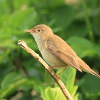Łozówka - Acrocephalus palustris - Marsh Warbler
