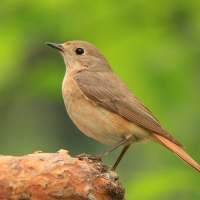 Pleszka - Phoenicurus phoenicurus - Common Redstart