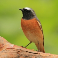Pleszka - Phoenicurus phoenicurus - Common Redstart