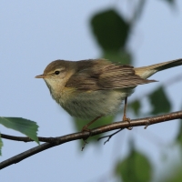 Piecuszek - Phylloscopus trochilus - Willow Warbler