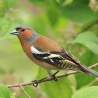Zięba - Fringilla coelebs - Common Chaffinch