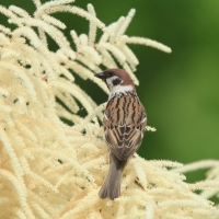 Mazurek - Passer montanus - Eurasian Tree Sparrowh