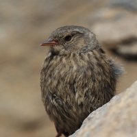 Płochacz halny - Prunella collaris - Alpine Accentor