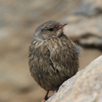 Płochacz halny - Prunella collaris - Alpine Accentor