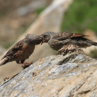 Płochacz halny - Prunella collaris - Alpine Accentor