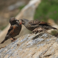 Płochacz halny - Prunella collaris - Alpine Accentor