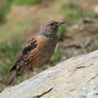 Płochacz halny - Prunella collaris - Alpine Accentor