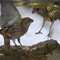 Dzwoniec - Chloris chloris - Greenfinch