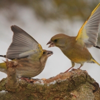 Dzwoniec - Chloris chloris - Greenfinch