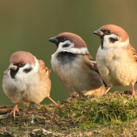 Mazurek - Passer montanus - Eurasian Tree Sparrowh