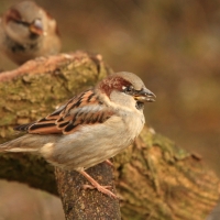 Wróbel - Passer domesticus - House Sparrow