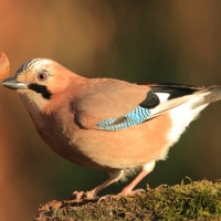 Sójka - Garrulus glandarius - Eurasian Jay