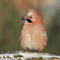 Sójka - Garrulus glandarius - Eurasian Jay