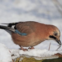 Sójka - Garrulus glandarius - Eurasian Jay