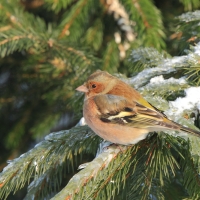 Zięba - Fringilla coelebs - Common Chaffinch
