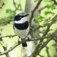 Krępnik szaroboczny - Batis pririt - Pririt Batis