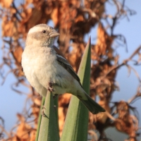 Wróbel czarnogłowy - Passer melanurus - Cape Sparrow