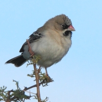 Łuskogłowik czarnobrody - Sporopipes squamifrons - Scaly-fronted Weaver