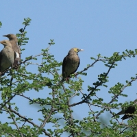 Szpak ozdobny - Creatophora cinerea - Wattled Starling
