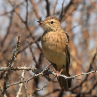 Świergotek długodzioby - Anthus similis - Long-billed Pipit
