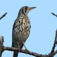 Drozd kroplisty - Psophocichla litsitsirupa - Groundscraper Thrush