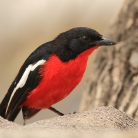 Dzierzyk purpurowy - Laniarius atrococcineus - Crimson-breasted Gonolek